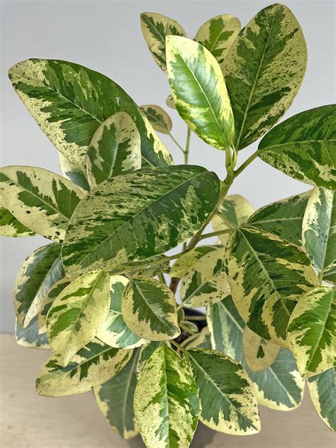 Variegated Ficus rubiginosa (Port Jackson Fig) - Odd Spot Plants