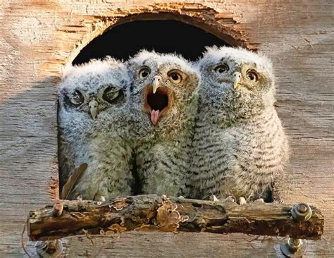 So Fluffy! 15 Adorable Baby Owl Pictures - Birds and Blooms