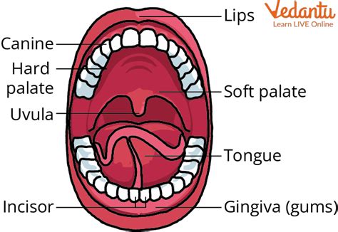 Parts of the Mouth - Learn with Examples for Kids