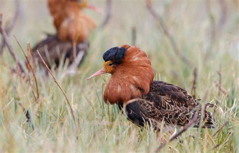 Stunning Male Ruffs with Colorful Plumages