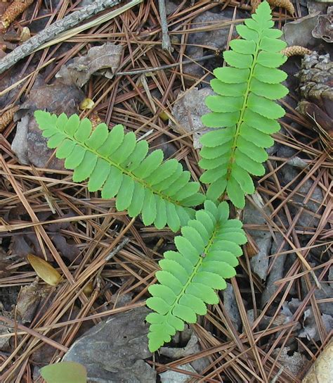 Using Georgia Native Plants: Ferns That Work For You