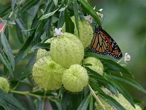 Rare Swan Plant Milkweed Family Jewels Asclepias physocarpa - 20 Seeds