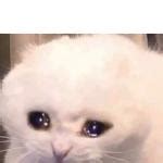 Crying Cat Meme Generator - Imgflip