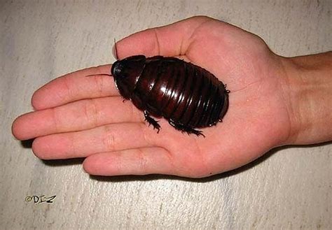 The World's 8 Biggest Baddest Fugliest Bugs | Bit Rebels