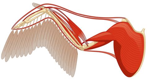 Bird Wings | Bird Wing Anatomy | DK Find Out