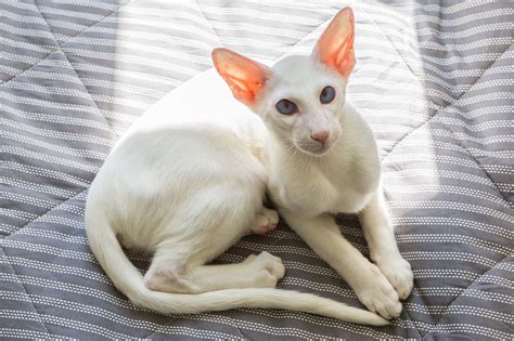 Oriental Shorthair Tabby Kitten