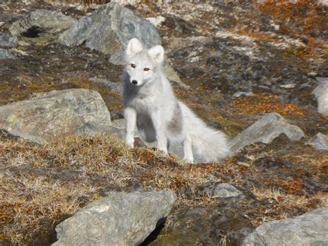 Spotlight on Baffin Island: A Largely Untouched Arctic Adventure ...