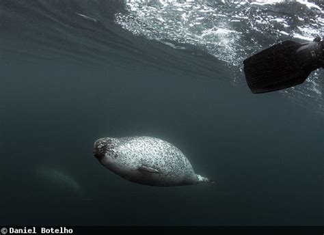 Photographing the Narwhals of the North Pole