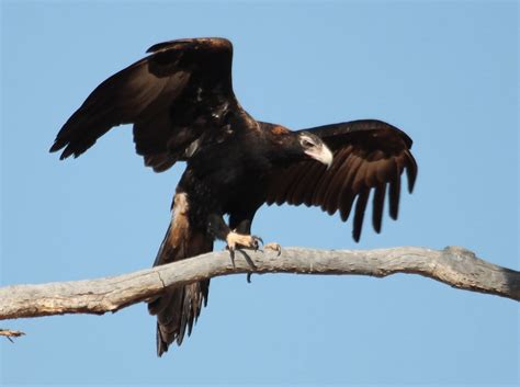 Richard Waring's Birds of Australia: Birds of Prey photos - Wedge ...