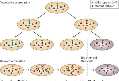 [PDF] The dynamics of mitochondrial DNA heteroplasmy: implications for ...