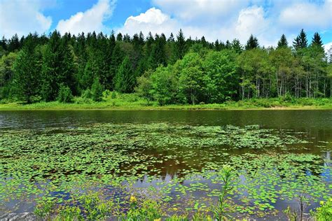 Lilly Pad Lake Photograph by Aaron Geraud - Fine Art America