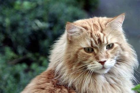 Do All Maine Coon Cats Have Ear Tufts? – Maine Coon Central