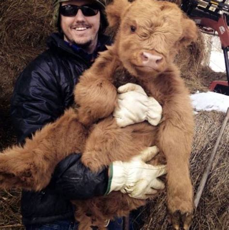 30 Adorable Cow Photos That Prove They Are Just Big Dogs | Bored Panda