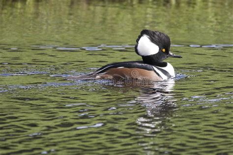 Male hooded merganser duck stock image. Image of brevard - 66525025