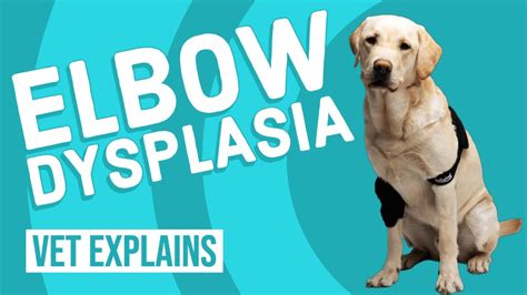 How To Treat Elbow Dysplasia In Dogs