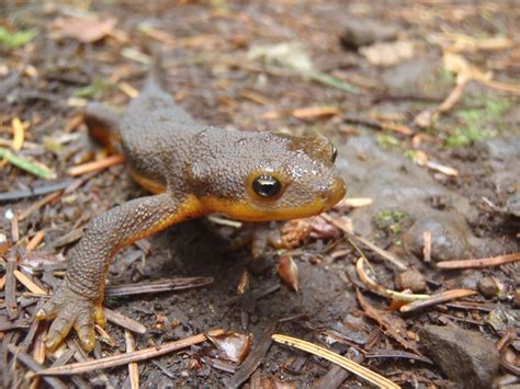 Rough-skinned Newt (Tarich granulosa) Care >> Amphibian Care