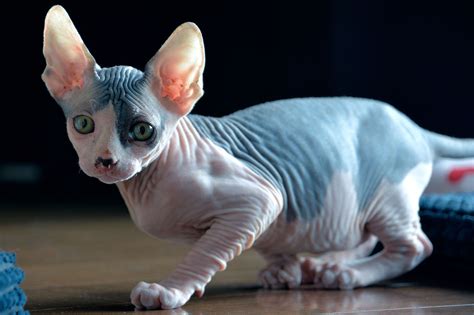 Shaved Kittens Being Sold as Purebred Sphynx Cats in Canada