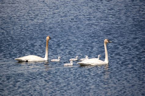 Seney National Wildlife Refuge Swan Family - Travel the Mitten