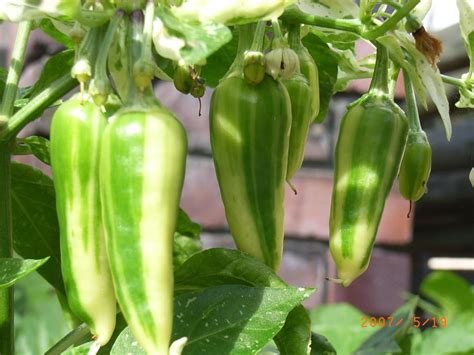 Fish peppers are well worth growing for their classy looks alone. A ...