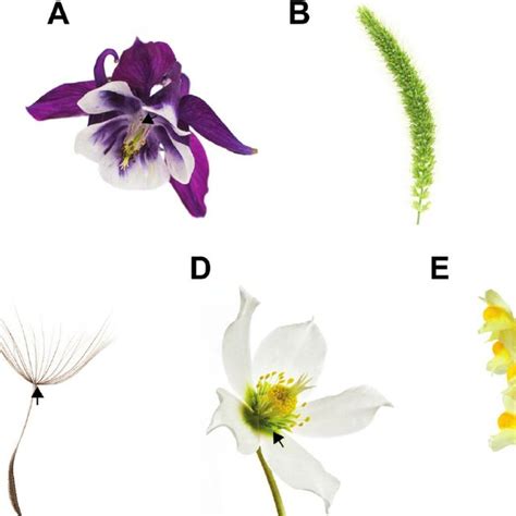 Examples of separate instances of petal evolution with Caryophyllales ...