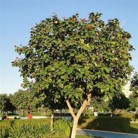 Cordia Sebestena - Geiger Tree – myBageecha