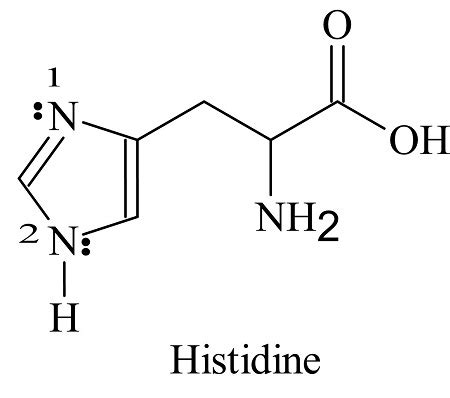 Histidine is classified as a basic amino acid because one of the N ...