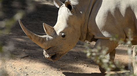 Rhino poaching hits new high - BBC Newsround