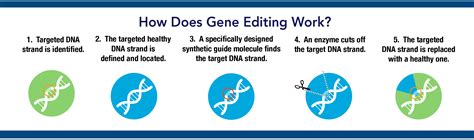 Gene Editing: The Promise and Perils of Editing the Human Genome ...