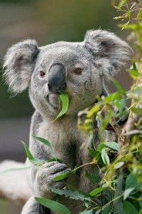 Koala eating eucalyptus | Wild Things | San diego zoo, Animals, Bear