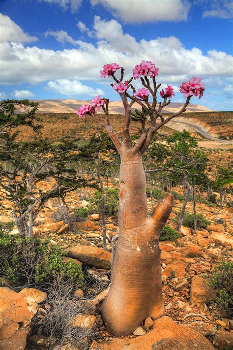 Choose Your Magic Travel: Socotra Island