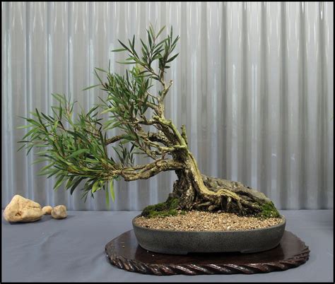 Indoor Bonsai Tree Care