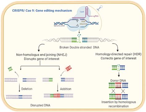 Crispr Cas 9 Mechanism