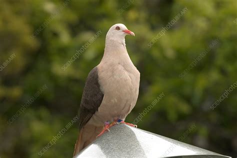 Mauritius Pink Pigeon - Stock Image - C012/8739 - Science Photo Library