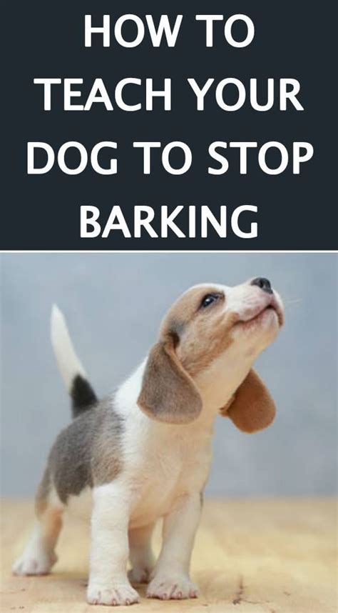 How to Train Your Dog to Stop Barking