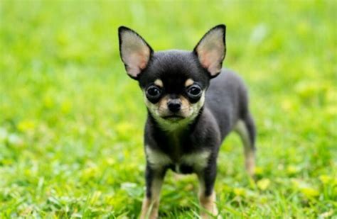 The Teacup Chihuahuas - Breed Review [Must Read]