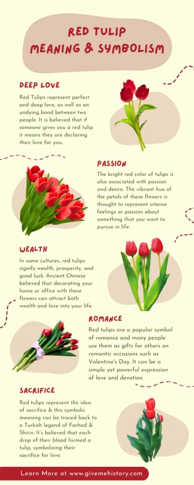 Red Tulip Symbolism (Top 13 Meanings) - Give Me History