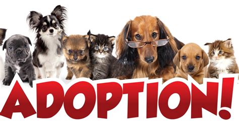 Reasons to Consider Pet Adoption – Tally Ho! Publishing