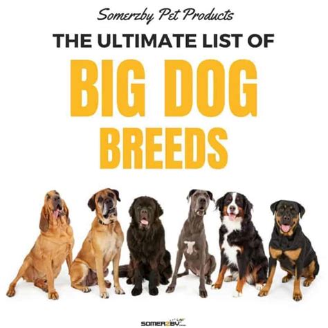 The Best List of 50 Big Dog Breeds for 2021