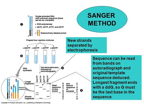 Sanger’s method of gene sequencing - Online Biology Notes