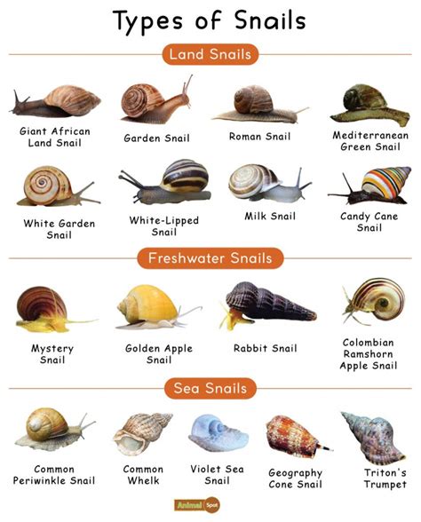 Snail Facts, Types, Diet, Reproduction, Classification, Pictures