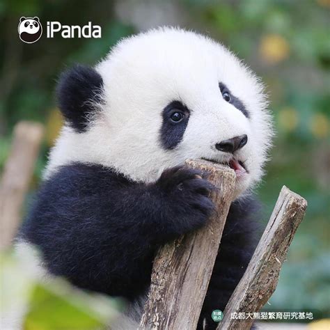 コレクション baby panda pictures of pandas eating bamboo 327161 - Bestpixtajpmruc