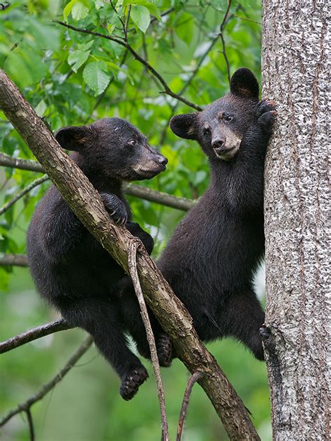 Black Bear Cubs | Sean Crane Photography