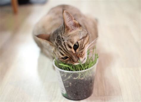 Five Types of Grass to Buy or Grow for Your Cat | PetMD