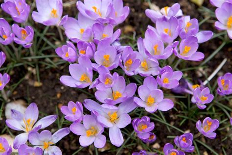 Five February Flowering Bulbs - BBC Gardeners World Magazine