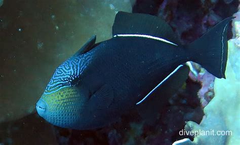 Black triggerfish (Melichthys niger) CI