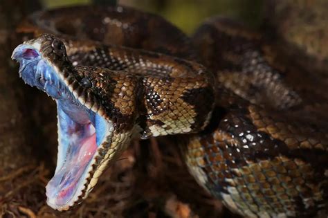 17 Facts About Snake Fangs and Teeth. Do All Snakes Have Teeth ...