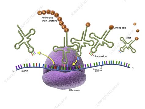 Labelled Diagram Of Ribosomes