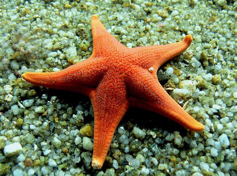 Starfish Free Stock Photo - Public Domain Pictures