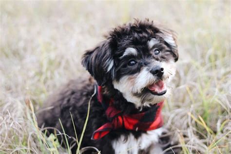 About Mini Schnoodle Puppies by Moss Creek Schnoodles in Florida ...