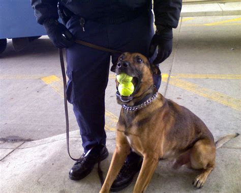 NSA Police K-9 Unit Celebrates 140 Dog Years! > National Security ...